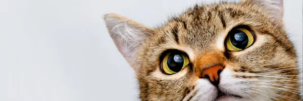 A Beginner’s Guide to GitHub Desktop